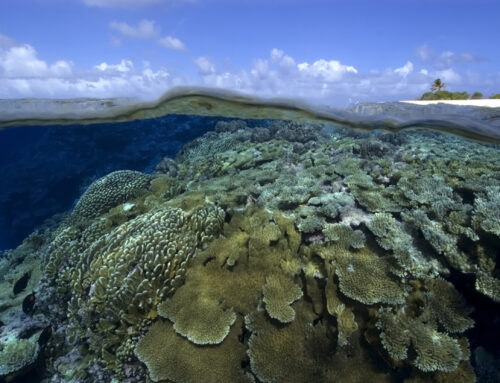 Partnerskap för att rädda korallreven
